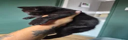 Mixed Breed cats for sale: 4 chunky male kittens  - Advert 3