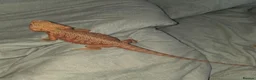 Bearded Dragon reptiles for sale: full setup + 2 female bearded dragons in Northampton - Advert 4