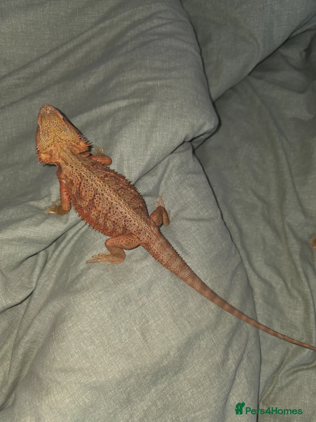 Bearded Dragon reptiles for sale: full setup + 2 female bearded dragons in Northampton - Advert 4