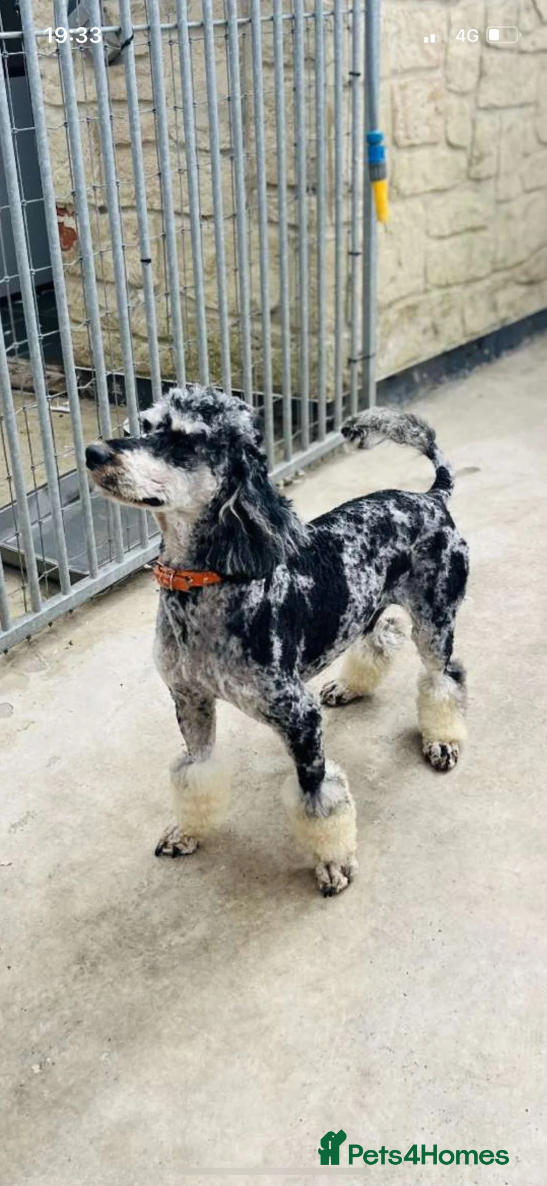 Cockapoo dogs for sale: F1 cockapoo puppies  in Bishop Auckland - Advert 9