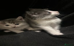 Mixed Breed cats for sale: Mixed breed kittens - Advert 2