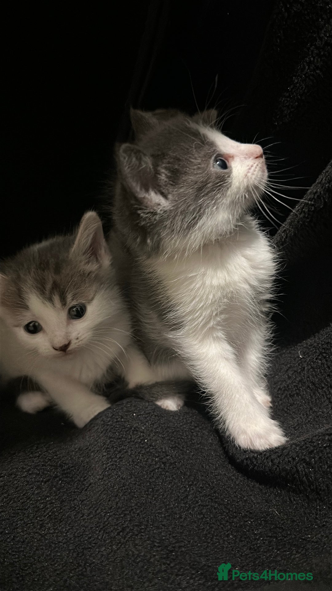 Mixed Breed cats for sale: Mixed breed kittens - Advert 2