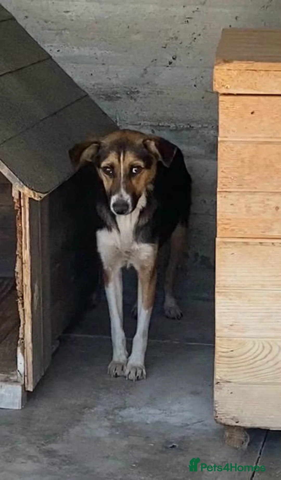 Mixed Breed dogs for adoption: Abby, 2 yrs approx. Available for adoption. in Brixham - Advert 2