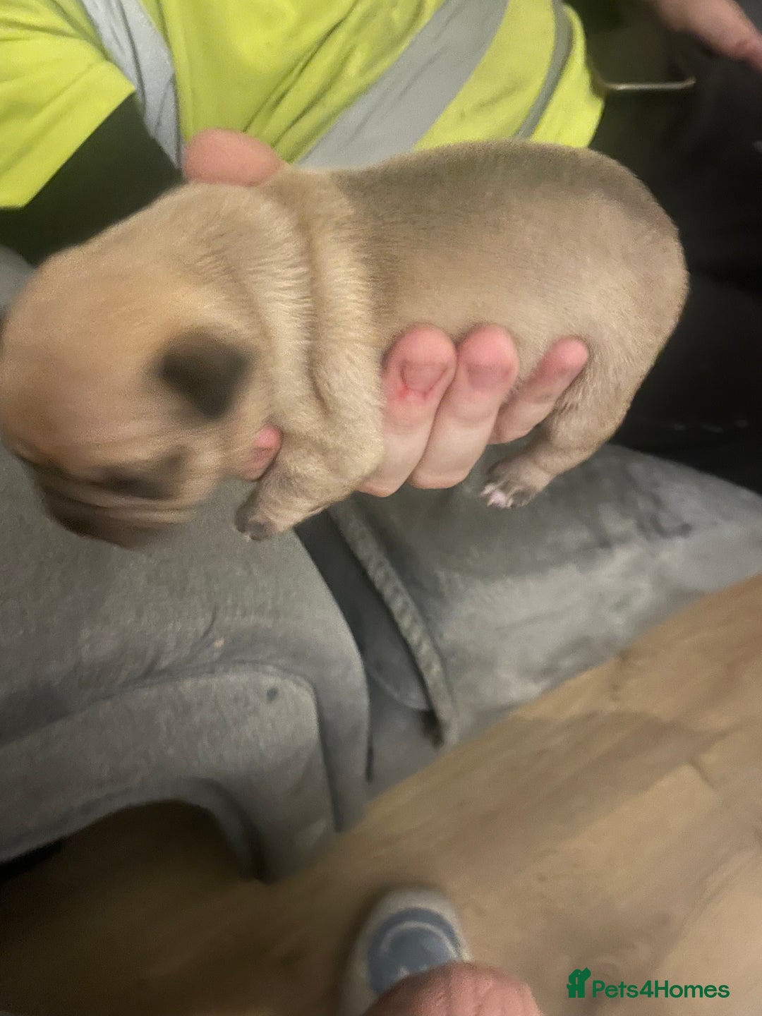 Jug dogs for sale: Jug pups  - Advert 5