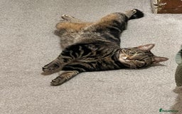 Domestic Shorthair cats for sale: Sweetest tabby available m - Image 1