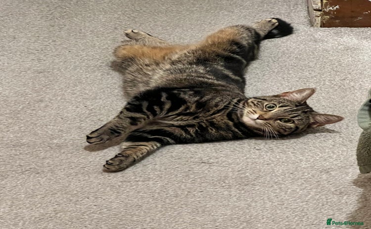 Domestic Shorthair cats - Advert 1