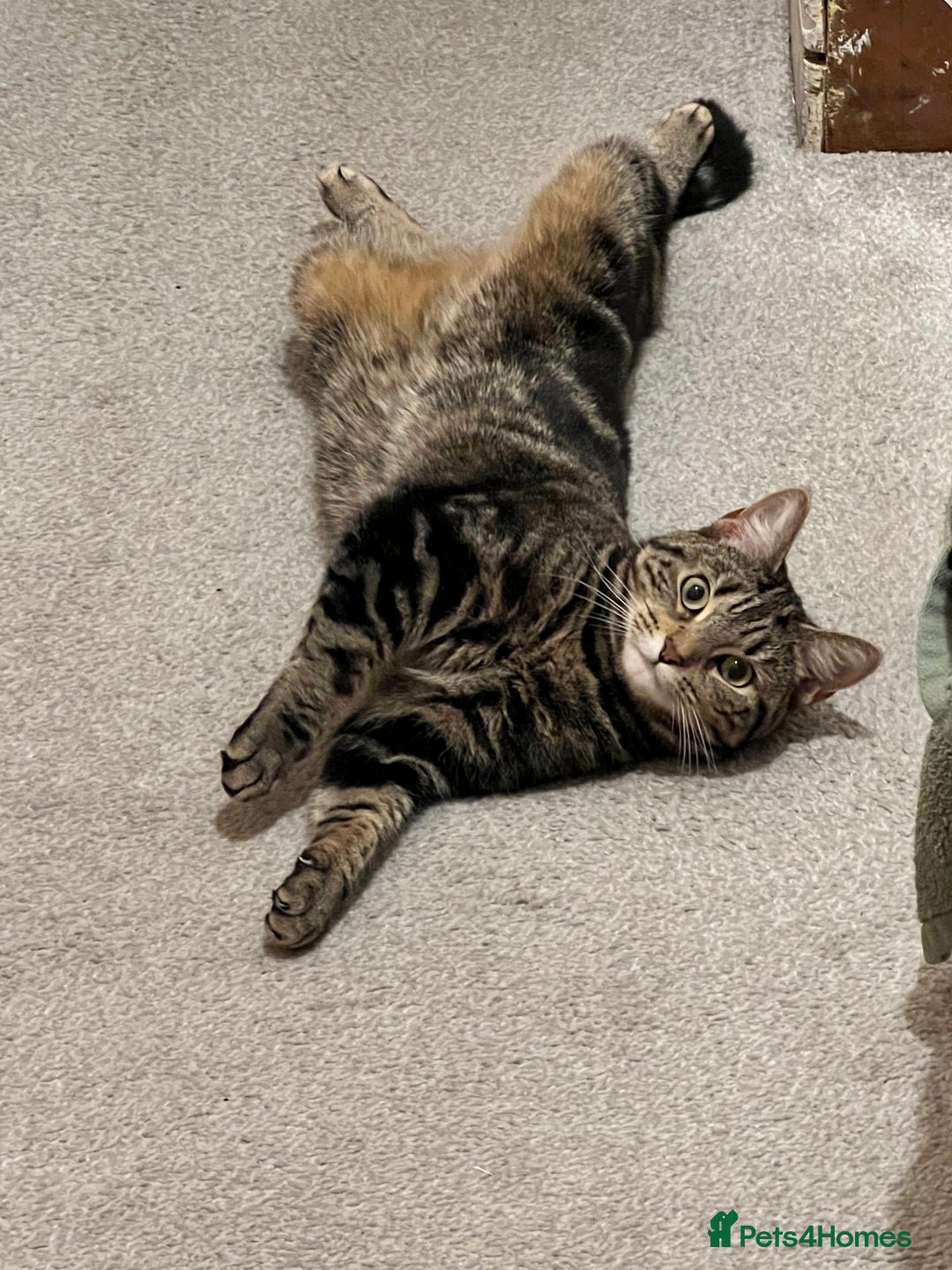 Domestic Shorthair cats for sale: Sweetest tabby available m - Image 1