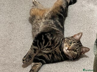 Domestic Shorthair cats for sale - Advert 1