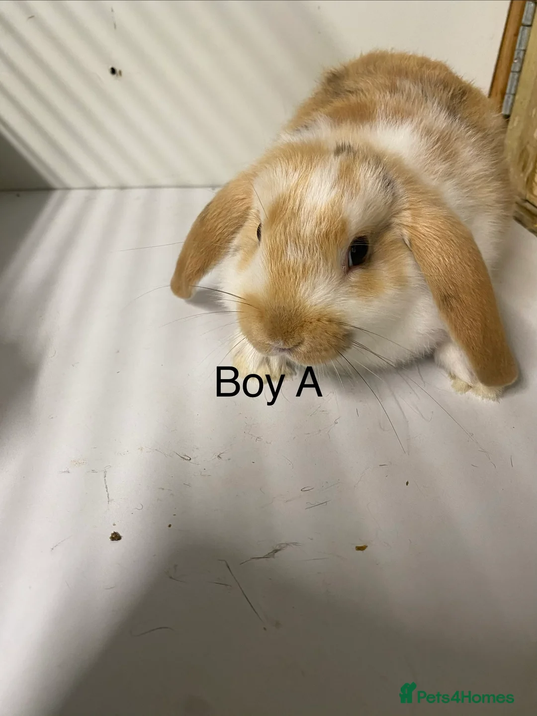 Mini Lop rabbits for sale: Beautiful Mini Lop Bunnies  - Advert 5