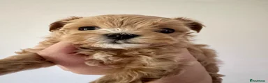 Maltipoo Puppy 2