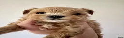 Maltipoo dogs for sale: Unique Asian Maltipoo puppies.DNA tested parents. - Advert 32