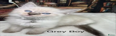 Grey Boy