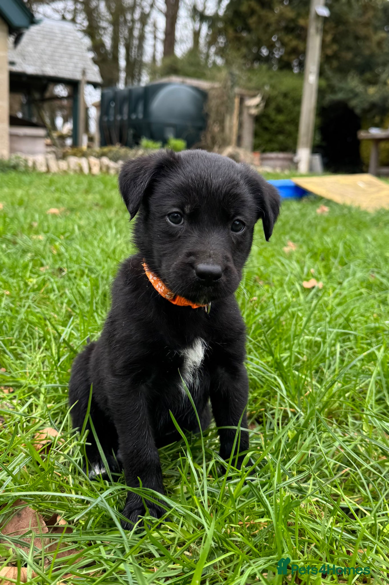 Borador dogs **Ready Now Borador Puppies** - Advert 2