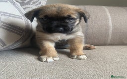 Mixed Breed dogs for sale: Cane corso X Alaskan malamute surprise litter  - Image 18