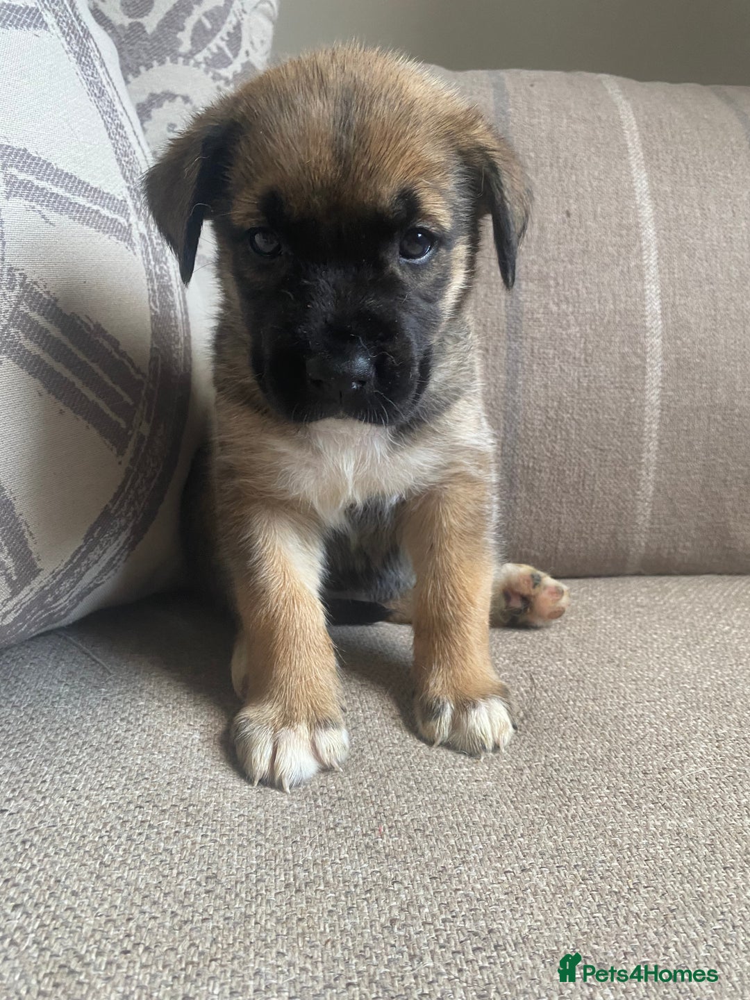 Mixed Breed dogs for sale: Cane corso X Alaskan malamute surprise litter  - Image 18