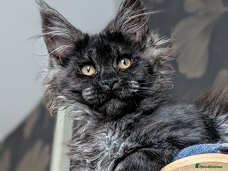 Maine Coon cats Pedigree, Tica registered kittens - Advert 3