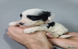 Cockapoo dogs for sale: F1 Cockapoos, Parti Roan. DNA HEALTH TESTED - Image 24