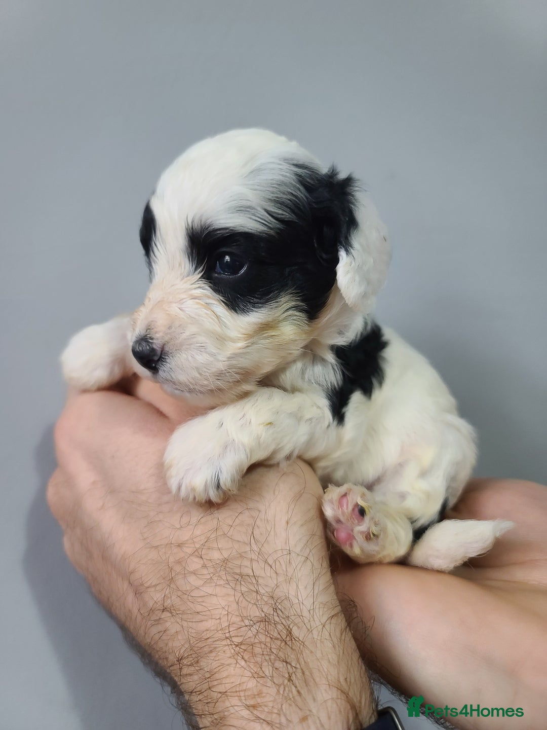 Cockapoo dogs for sale: F1 Cockapoos, Parti Roan. DNA HEALTH TESTED - Image 24