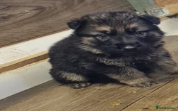 German Shepherd dogs for sale: German Shepherd Puppies For Sale - Image 6