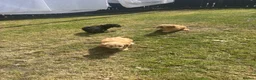 Cavapoo dogs for sale:  Mini Cavapoo puppies  - Advert 7