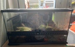 Snails invertebrates for sale: African land snails - Image 2