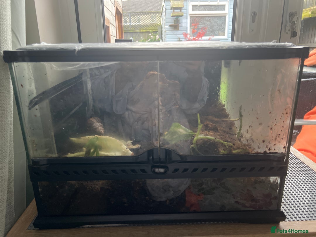 Snails invertebrates for sale: African land snails - Image 2