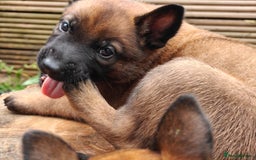 Belgian Shepherd Dog dogs for sale: Beautiful Belgian Malinois puppies for sale - Image 28