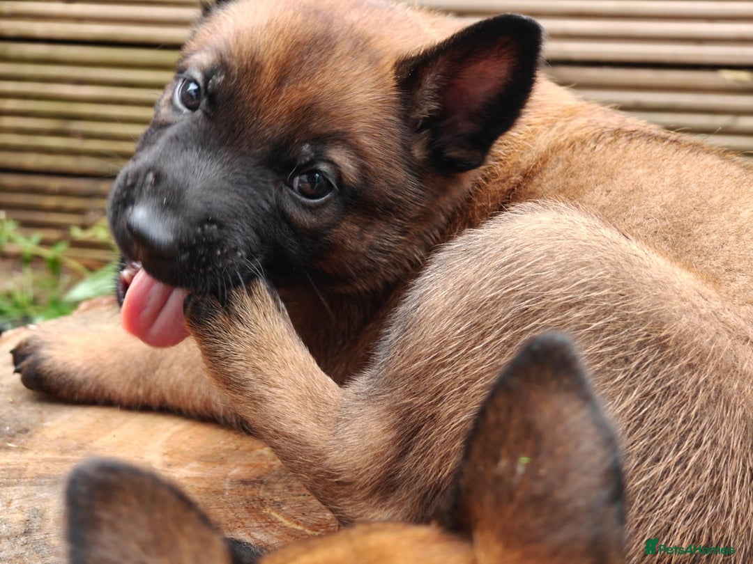 Belgian Shepherd Dog dogs for sale: Beautiful Belgian Malinois puppies for sale - Image 28