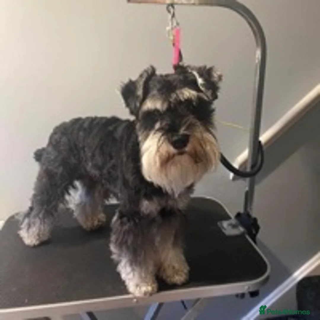 Miniature Schnauzer dogs for stud: MS Stud KC registered in Bradford - Advert 10