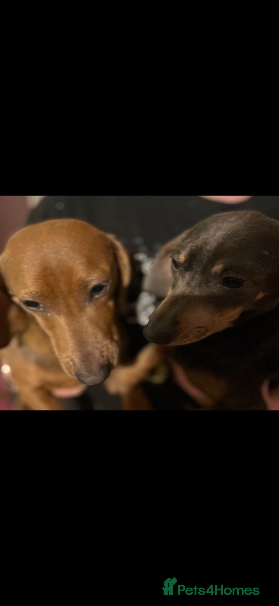 Dachshund dogs Sausage dogs seeking there forever homes  - Advert 3