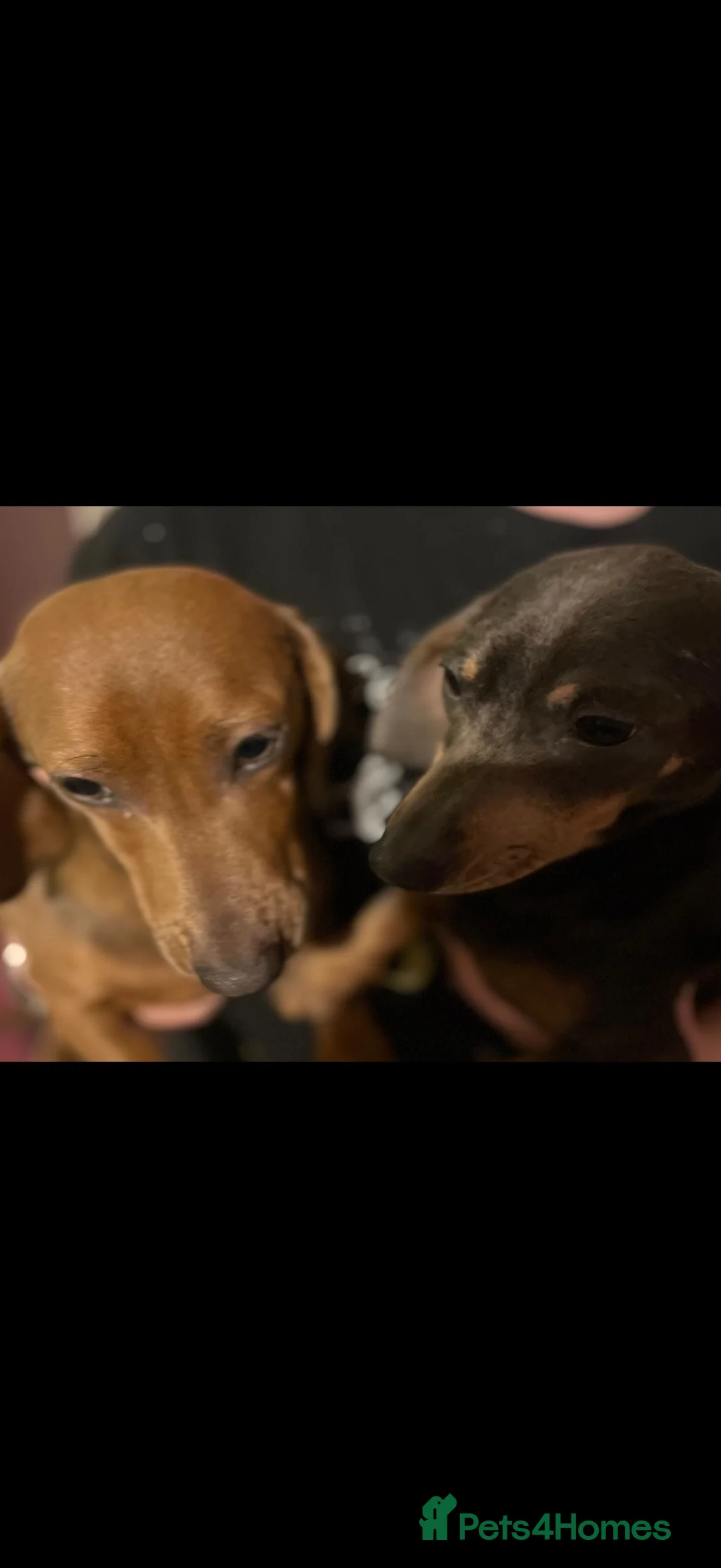 Dachshund dogs for sale: Sausage dogs seeking there forever homes  - Advert 1
