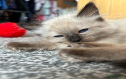 Ragdoll cats for sale: GCCF Ragdoll boy kittens - Advert 13