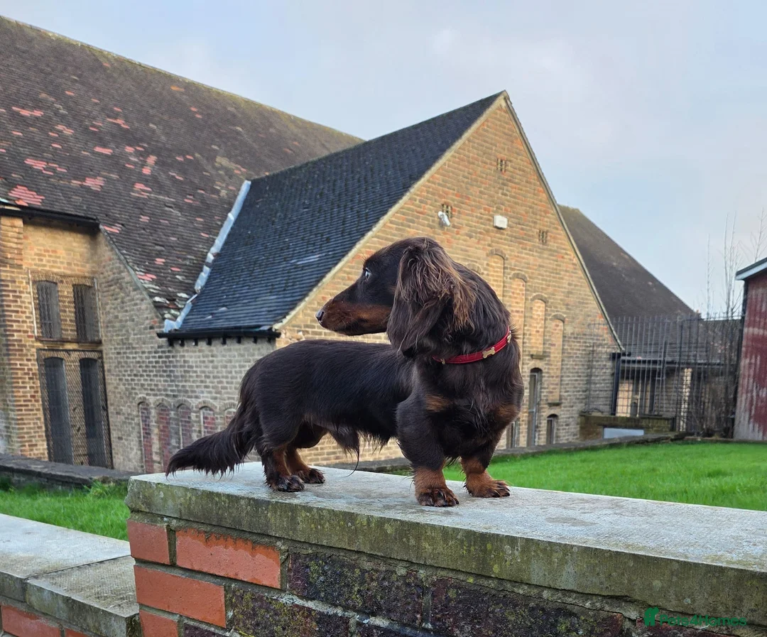 Miniature Dachshund dogs for stud: Kc registered Long-haired mini dachshund stud - Advert 2