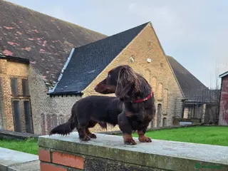 Miniature Dachshund dogs Kc registered Long-haired mini dachshund stud - Advert 24