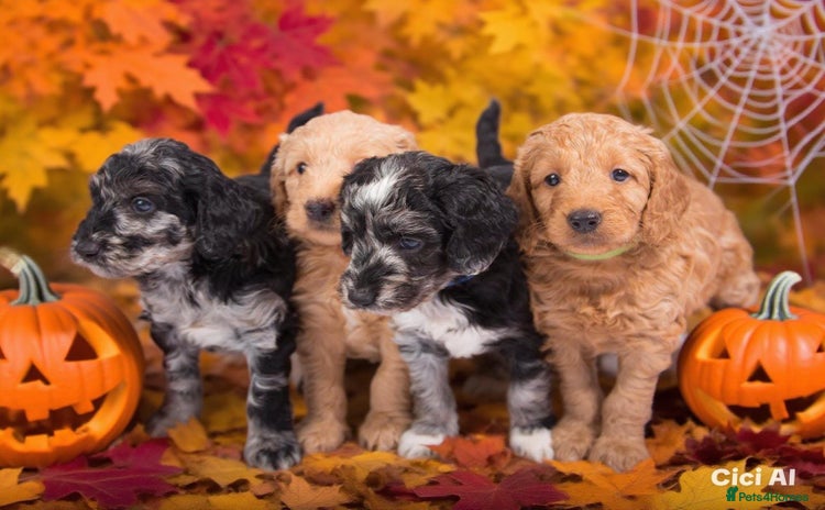 Mini Goldendoodle dogs - Advert 1