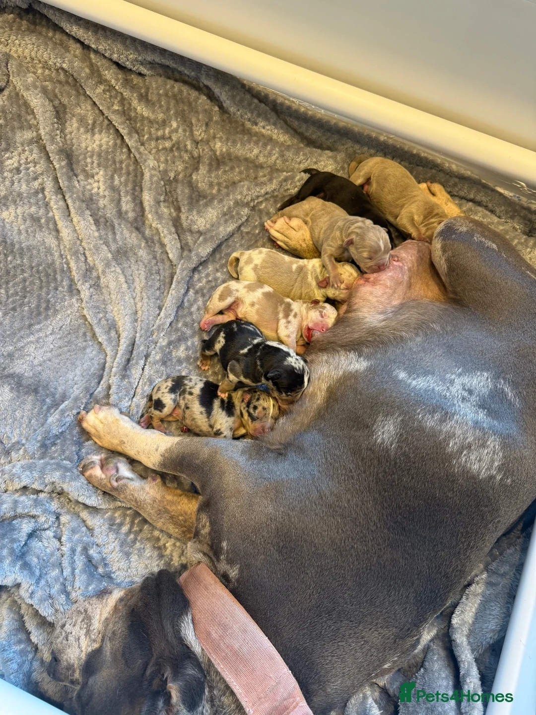 American Bully dogs for sale: Quality American Pocket Bully Pups - Advert 2