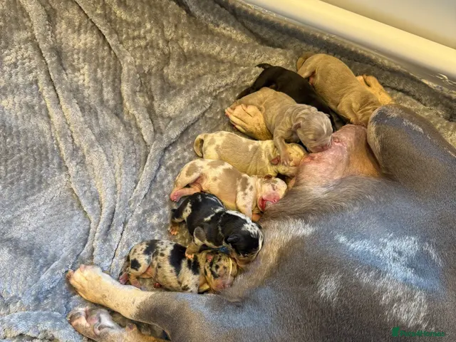American Bully dogs Quality American Pocket Bully Pups - Advert 2