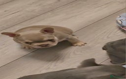 French Bulldog dogs for sale: Last 1 available,New shade Isabella French bulldog - Advert 20