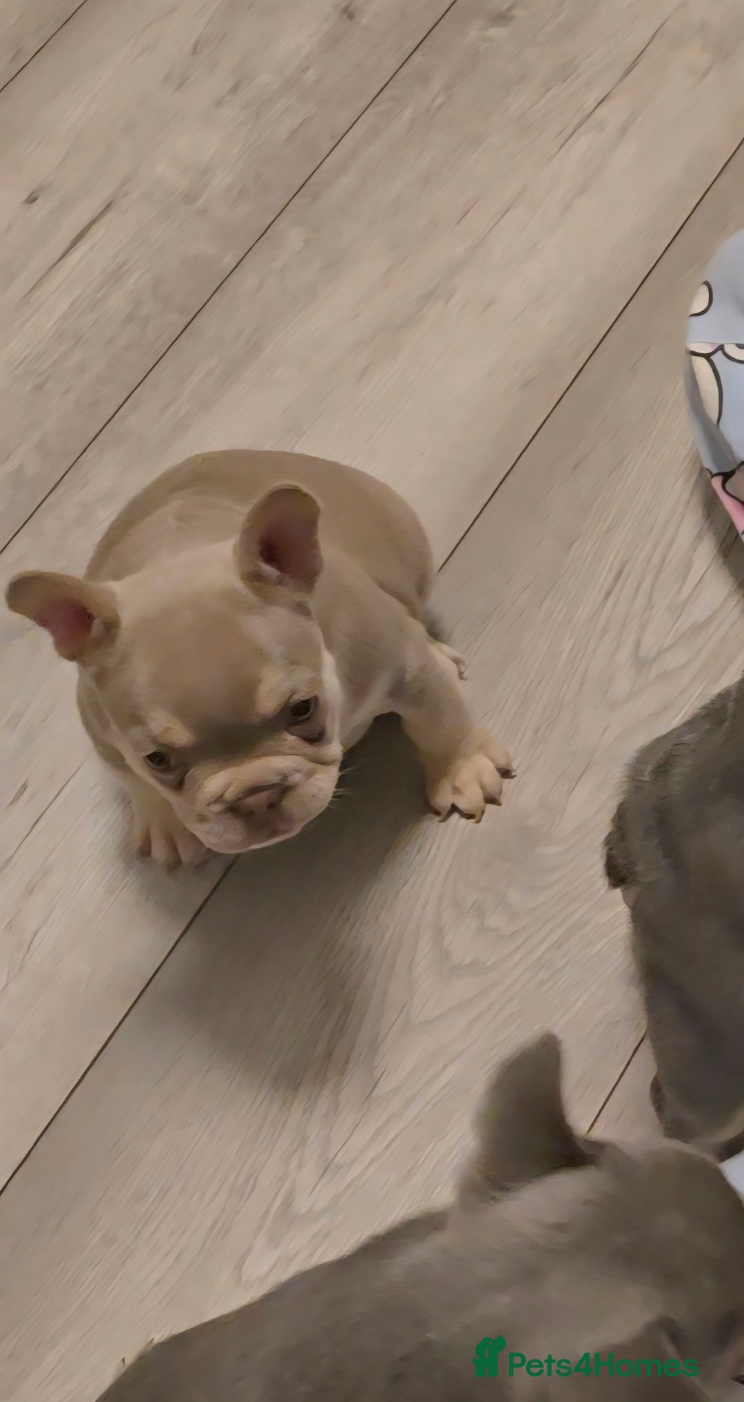 French Bulldog dogs for sale: Last 1 available,New shade Isabella French bulldog - Advert 20