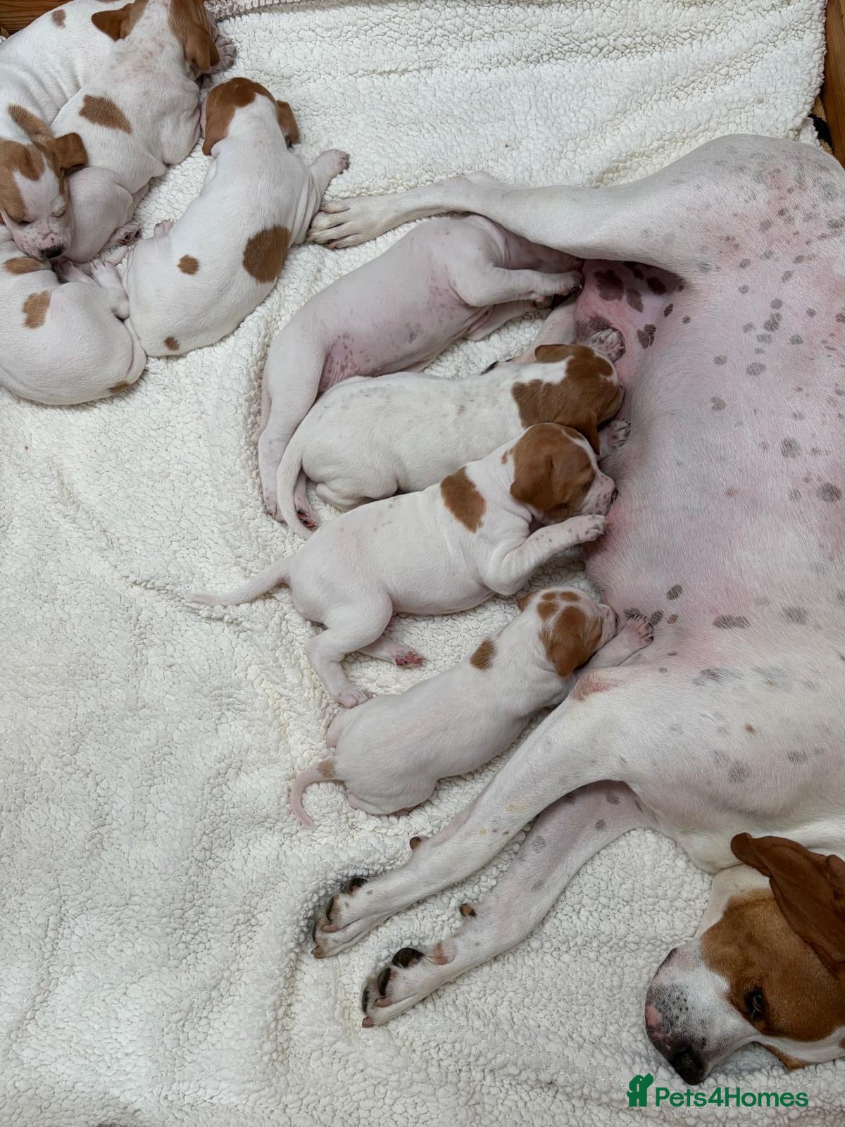 Pointer dogs Pointer pups | Working & Champion Bloodlines  - Advert 5