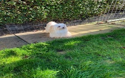 Maltese dogs for sale: Adorable Maltese girls for rehoming 💔 - Image 5