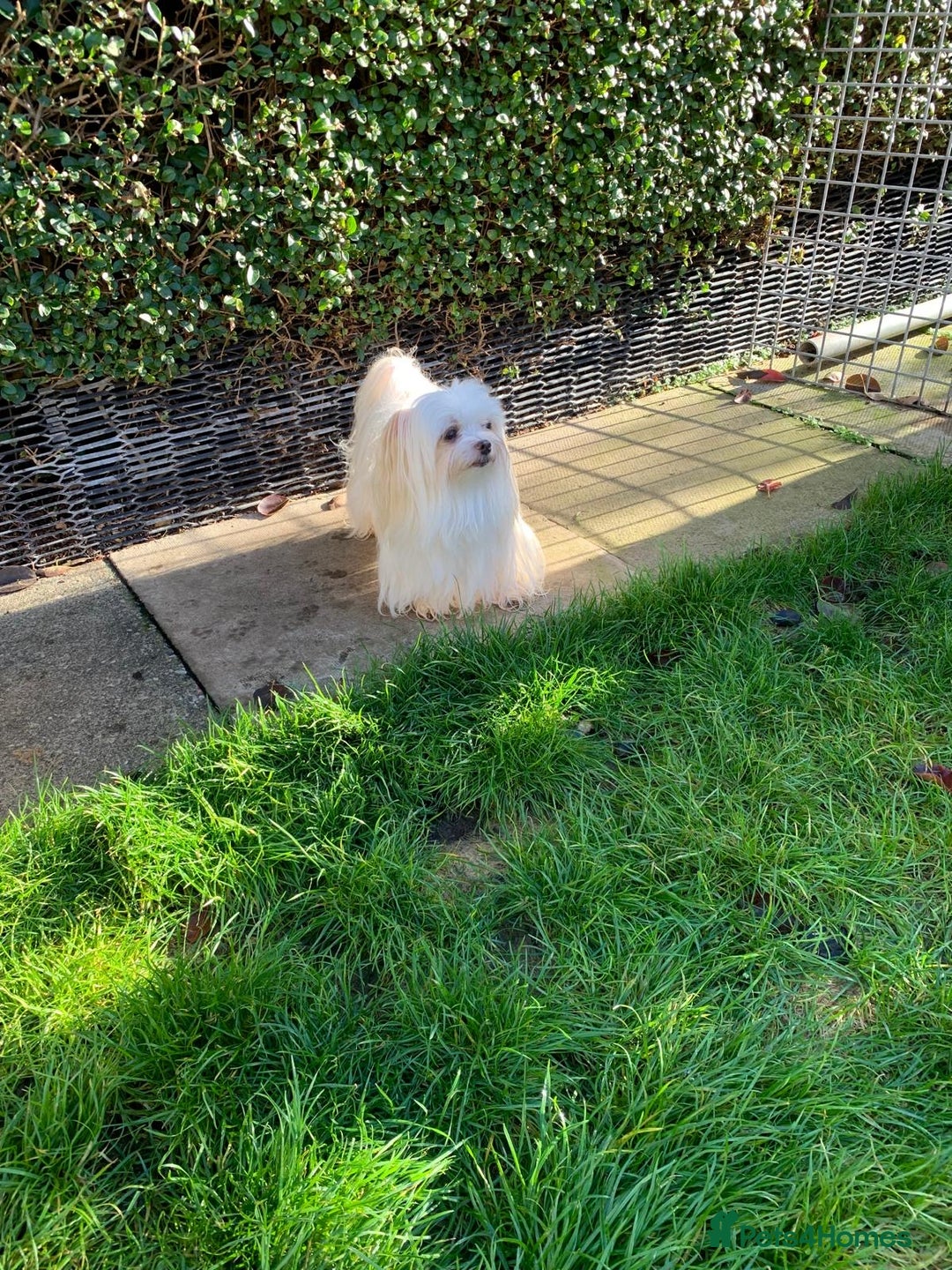 Maltese dogs for sale: Adorable Maltese girls for rehoming 💔 - Image 5