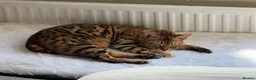 Bengal cats for sale: Champion Bengal in Colchester - Advert 4