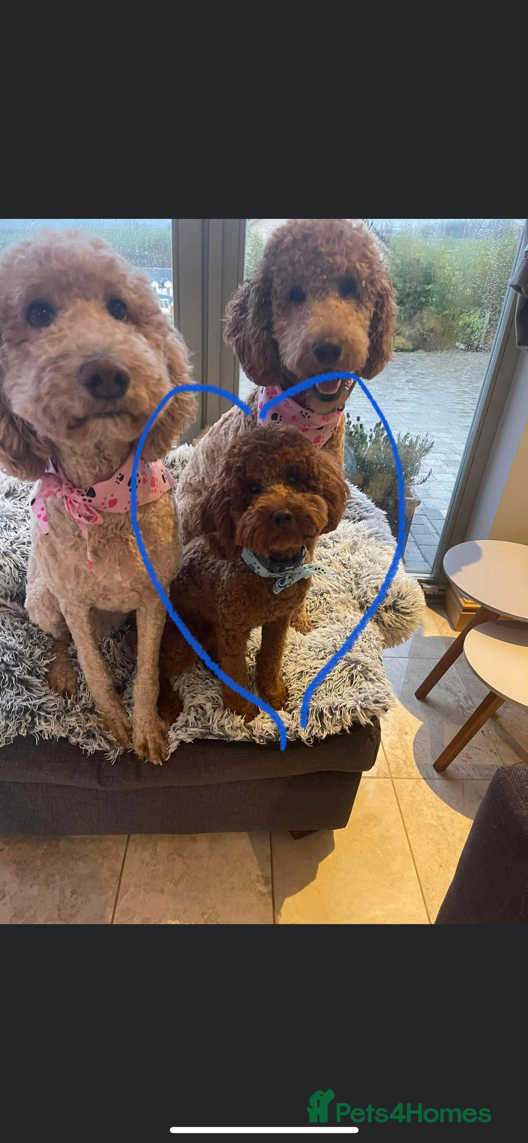 Miniature Poodle dogs for stud: KC REGISTERED DEEP RED MINATURE POODLE STUD in Bathgate - Advert 4