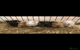 Lionhead rabbits for sale: 5 Gorgeous Fluffy Double Maned Lionheads - Image 1