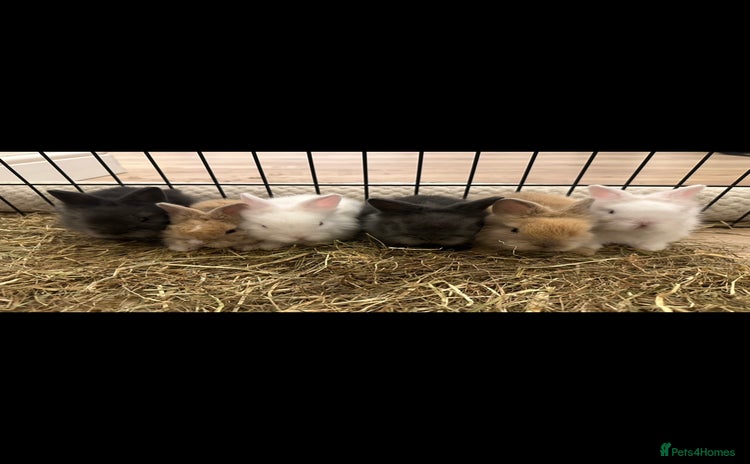 Lionhead rabbits - Advert 1