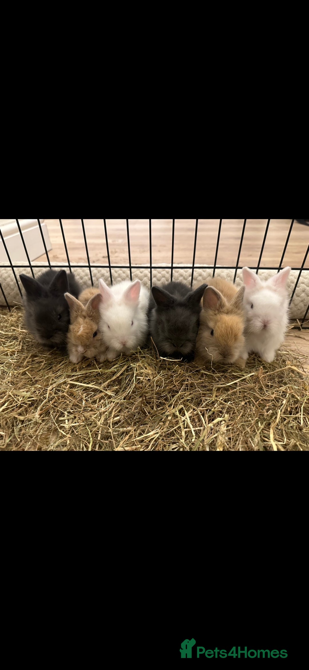 Lionhead rabbits for sale: 5 Gorgeous Fluffy Double Maned Lionheads - Image 1
