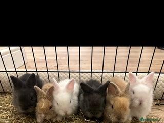 Lionhead rabbits - Advert 9