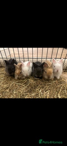 Lionhead rabbits - Advert 4