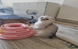 Scottish Fold cats for sale: Schotish straith and fold kittens😻 - Image 18